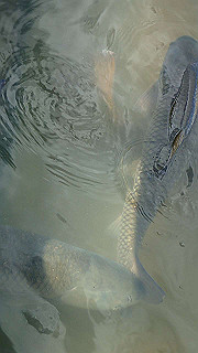 p6064000_thumb.jpg