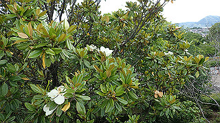 p6064010_thumb.jpg