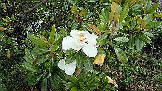p6064011_thumb.jpg