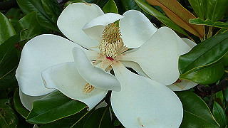 p6064015_thumb.jpg