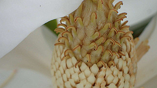 p6064016_thumb.jpg