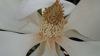 p6064017_thumb.jpg