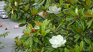 p6064019_thumb.jpg