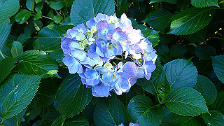 p6064050_thumb.jpg
