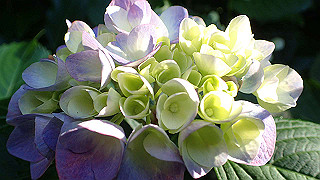 p6064052_thumb.jpg