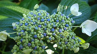 p6064053_thumb.jpg