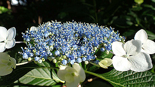 p6064055_thumb.jpg
