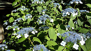 p6064057_thumb.jpg