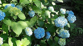 p6064058_thumb.jpg