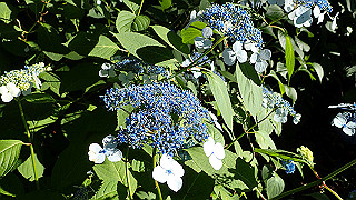 p6064061_thumb.jpg
