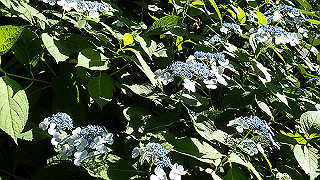 p6064062_thumb.jpg