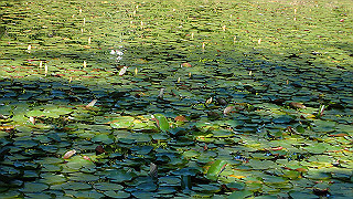 p6064065_thumb.jpg