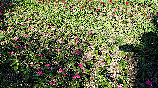 p6064069_thumb.jpg