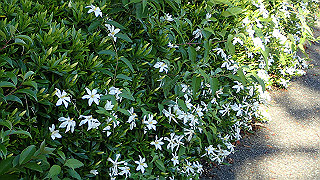 p6064071_thumb.jpg