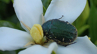 p6064072_thumb.jpg