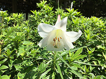 img_1867_thumb.jpg