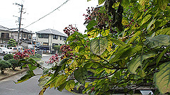 20151010-027_thumb.jpg