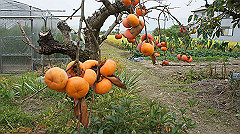 20151010-049_thumb.jpg