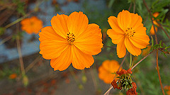 20151010-050_thumb.jpg