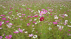 20151010-085_thumb.jpg