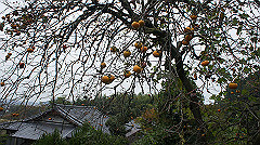20151010-149_thumb.jpg