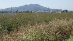 pa193399_thumb.jpg