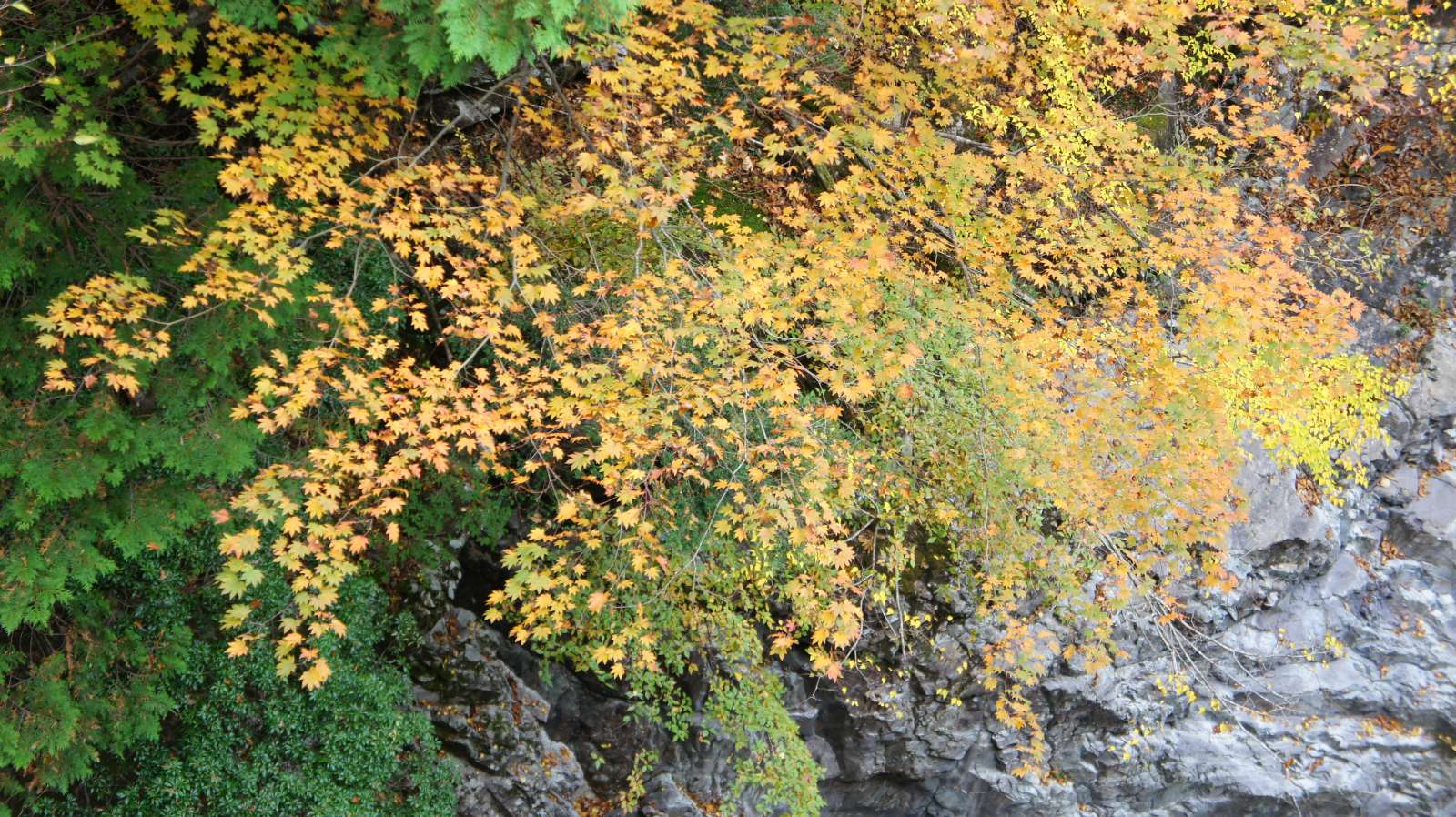 dsc00034.jpg