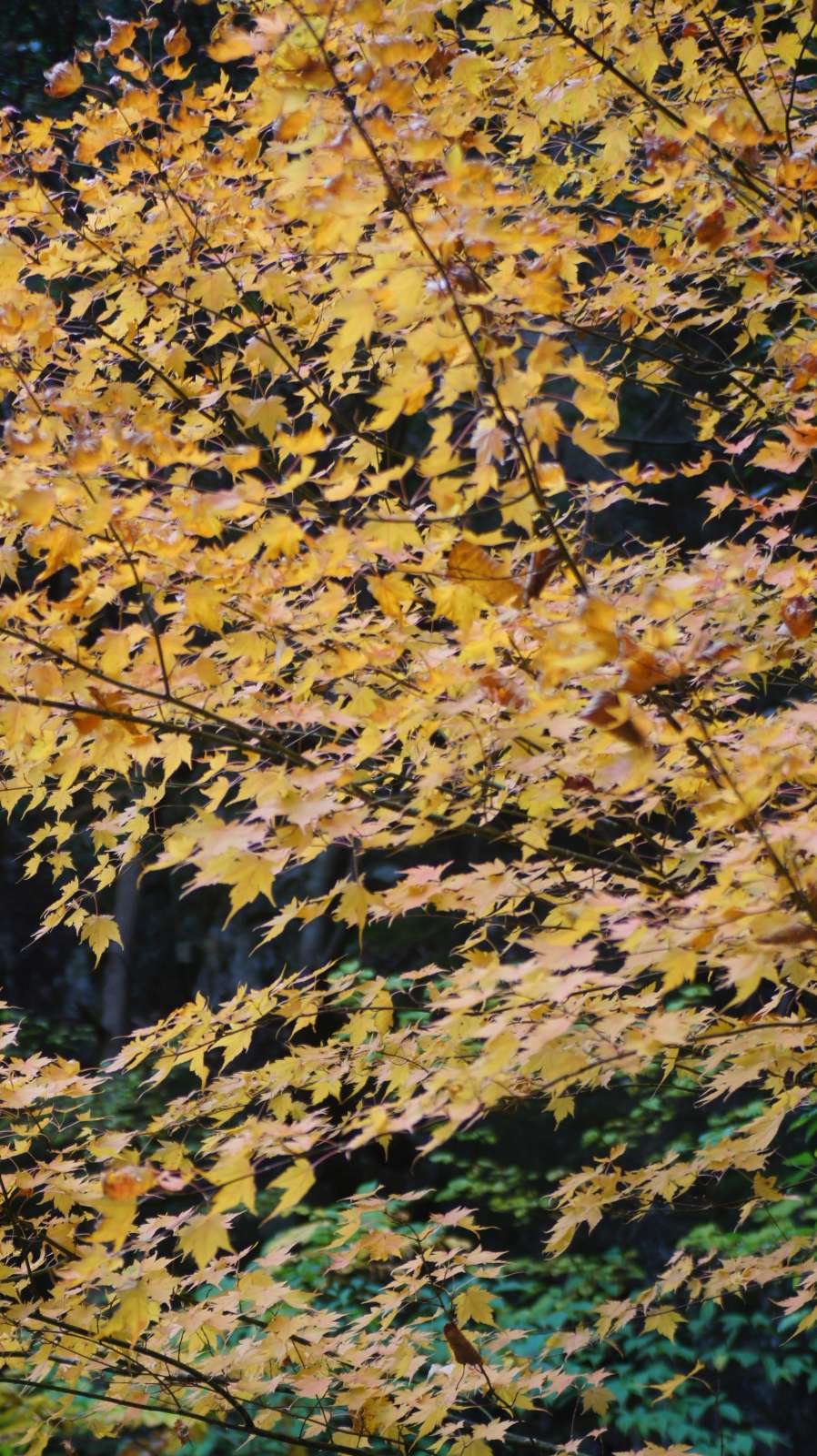 dsc00043.jpg