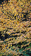 dsc00043_thumb.jpg
