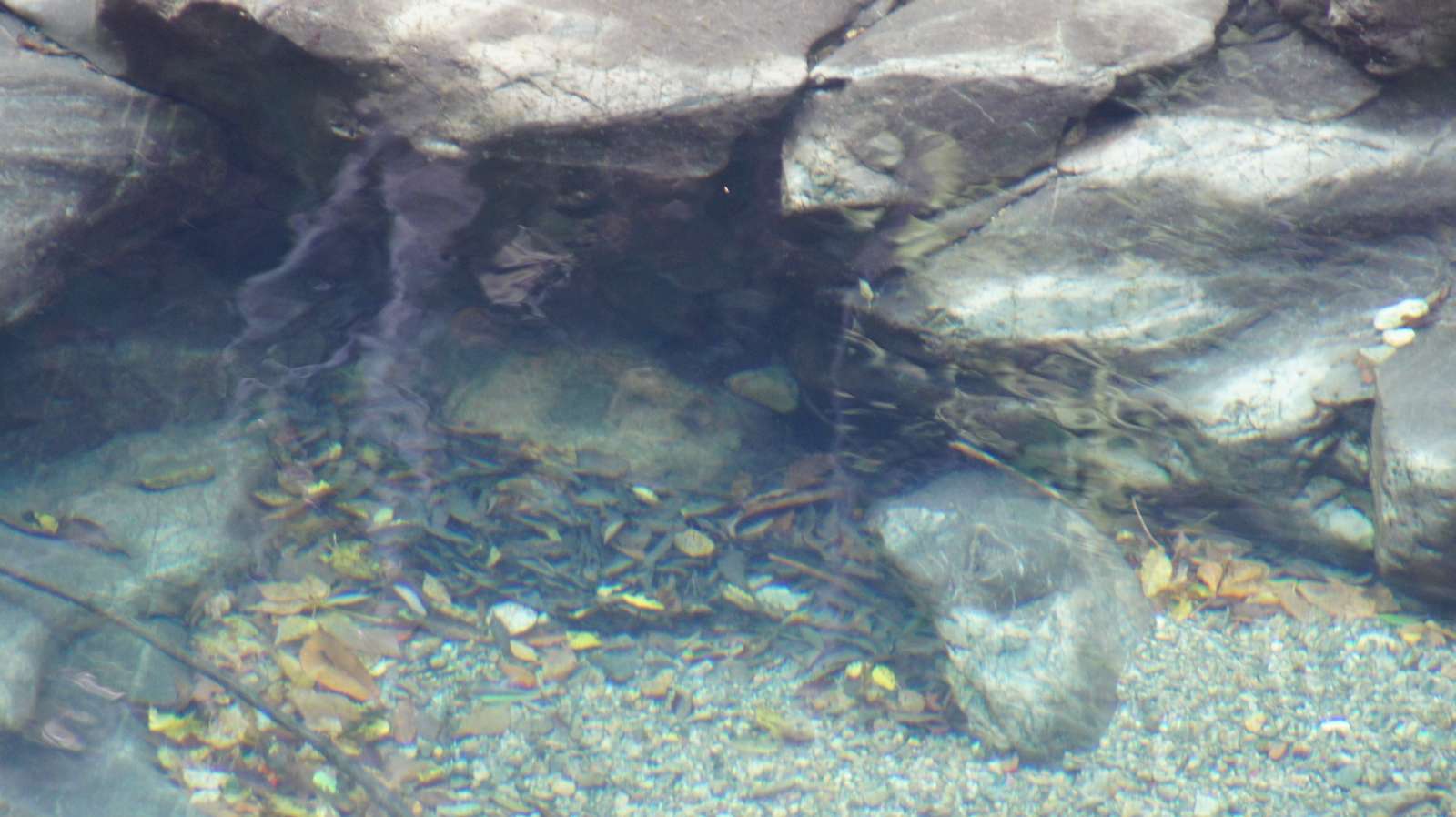 dsc00052.jpg