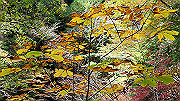 dsc00074_thumb.jpg