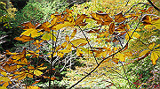 dsc00075_thumb.jpg