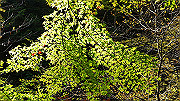 dsc00092_thumb.jpg