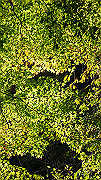 dsc00093_thumb.jpg