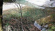 dsc00098_thumb.jpg