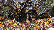 dsc00105_thumb.jpg