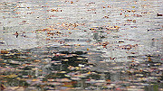 dsc00109_thumb.jpg