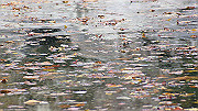 dsc00110_thumb.jpg