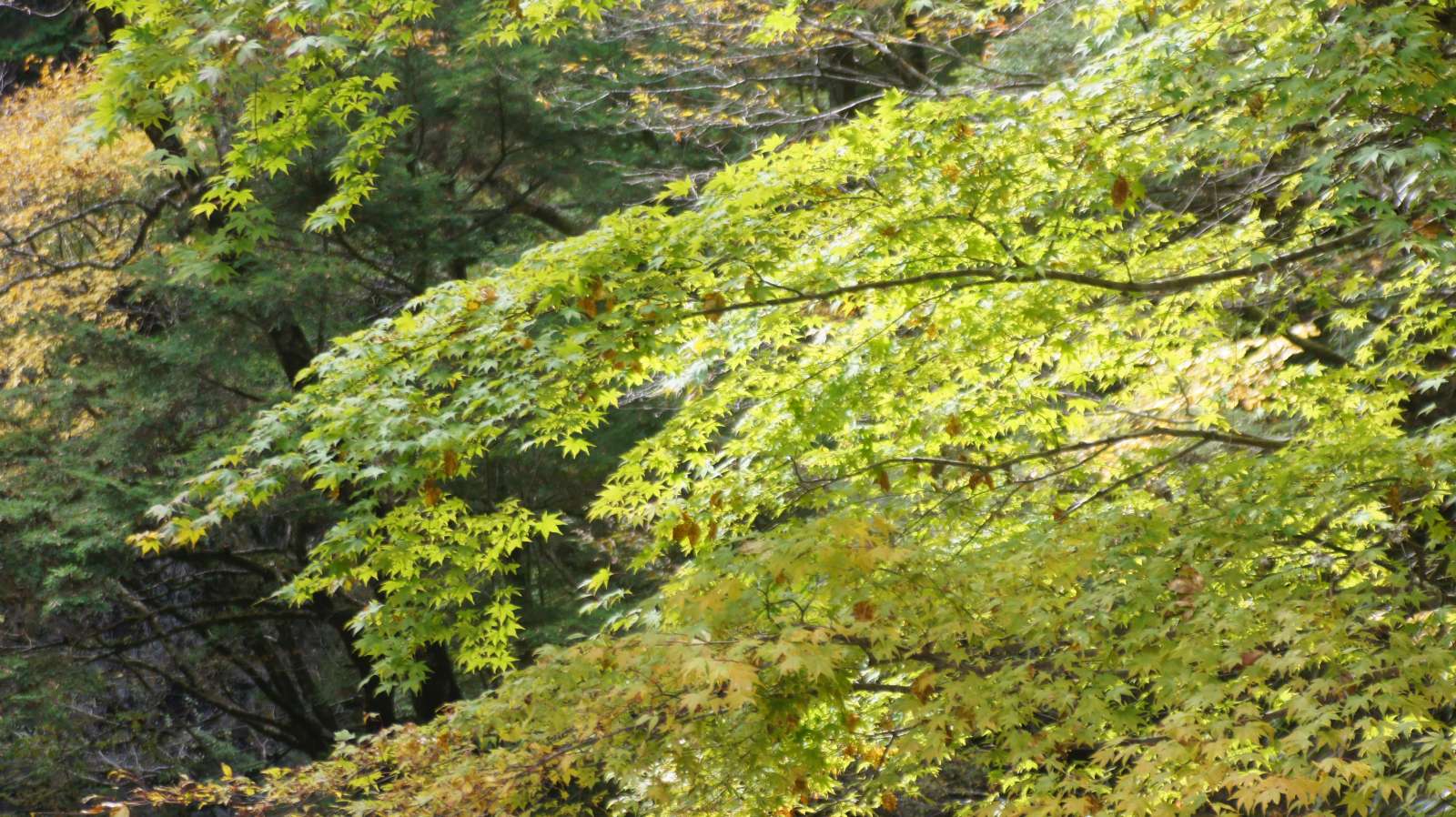 dsc00117.jpg