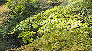 dsc00117_thumb.jpg