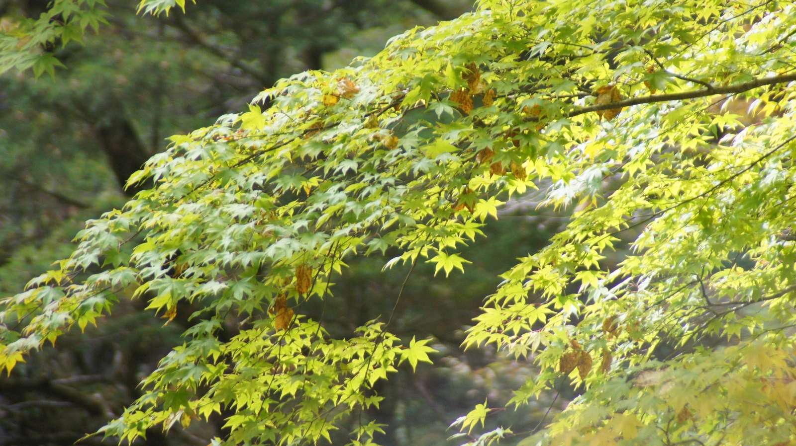 dsc00118.jpg