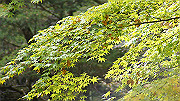 dsc00118_thumb.jpg