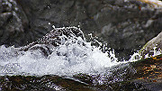 dsc00120_thumb.jpg