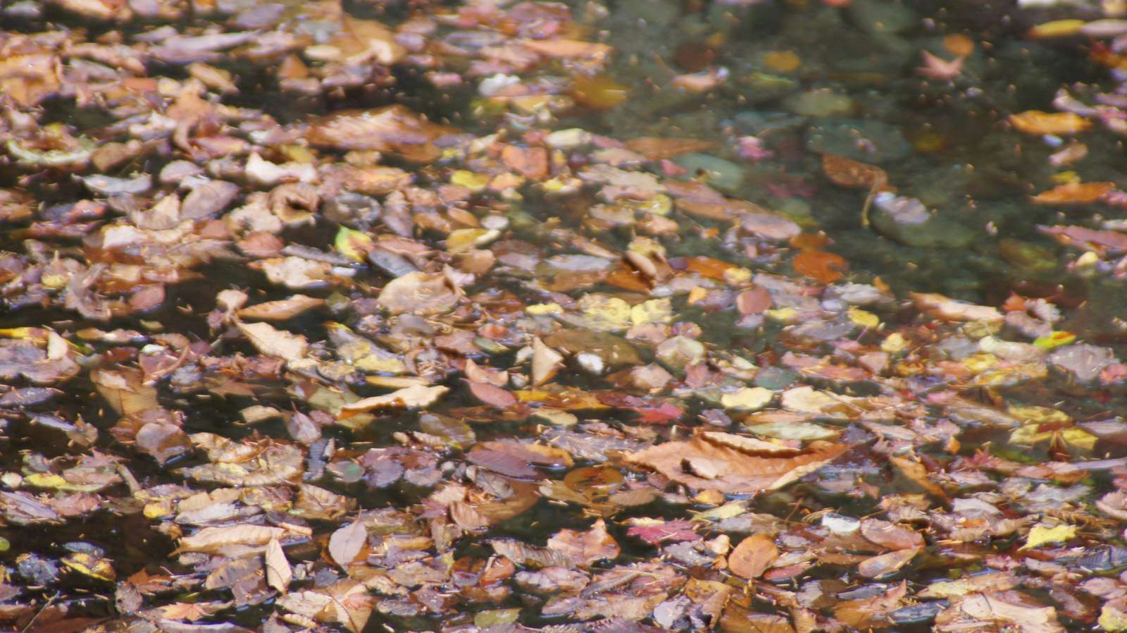 dsc00122.jpg