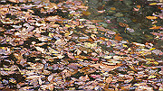dsc00122_thumb.jpg