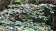 dsc00129_thumb.jpg