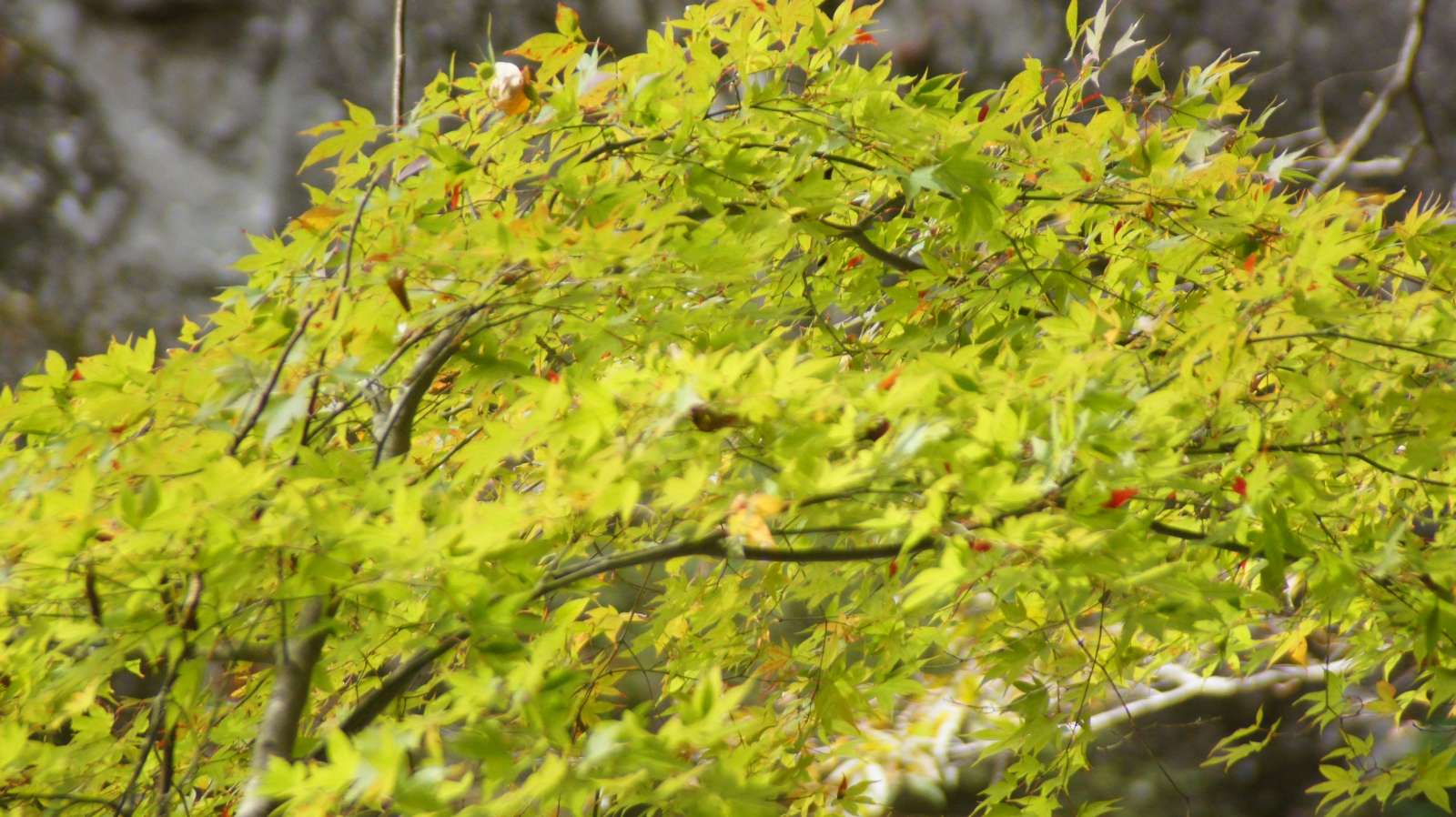 dsc00133.jpg