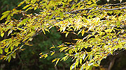 dsc00134_thumb.jpg