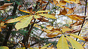 dsc00135_thumb.jpg
