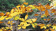 dsc00136_thumb.jpg